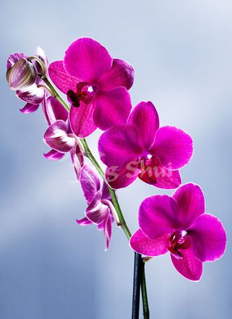 Feng shui fotografie - Orchidej